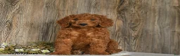 Goldendoodle dogs for sale: Eddie - Ad 3