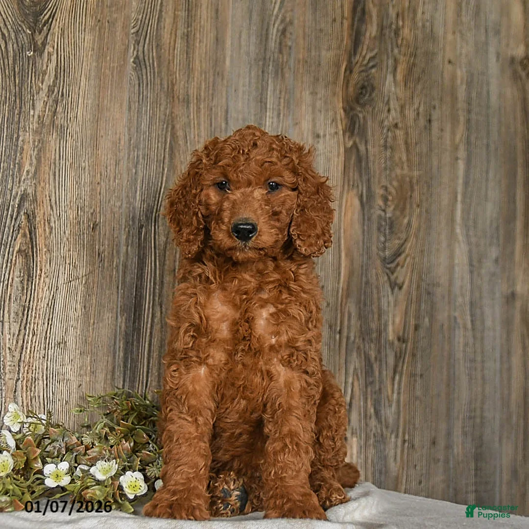 Goldendoodle dogs for sale: Eddie - Ad 3