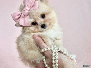 Pomapoo dogs - Ad 41