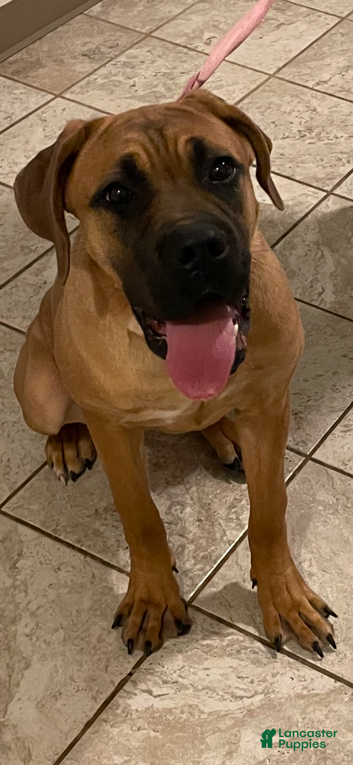 Cane Corso dogs Cane Corso Puppy 1 - Ad 5