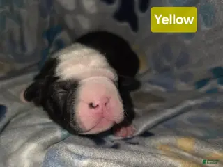 Mixed Breed dogs Yellow - Ad 3