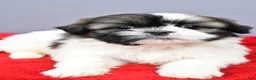 Shih Tzu dogs for sale: Remi - Ad 4