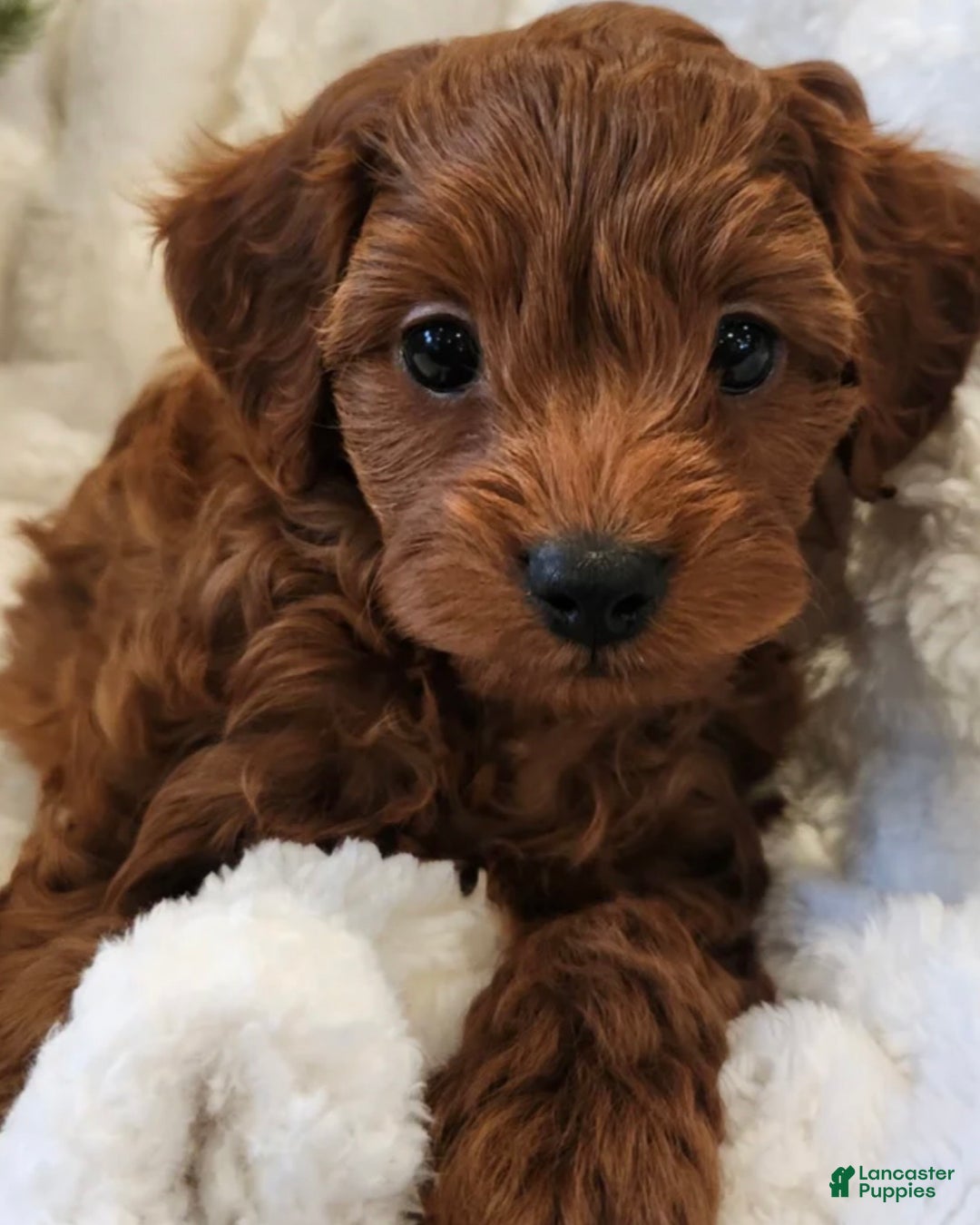 Cavapoo dogs for sale: Cavapoo Puppy 1 - Ad 1