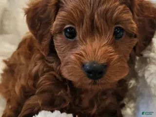 Cavapoo dogs Cavapoo Puppy 1 - Ad 21
