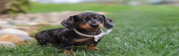 Miniature Dachshund dogs for sale: Lila - Ad 4