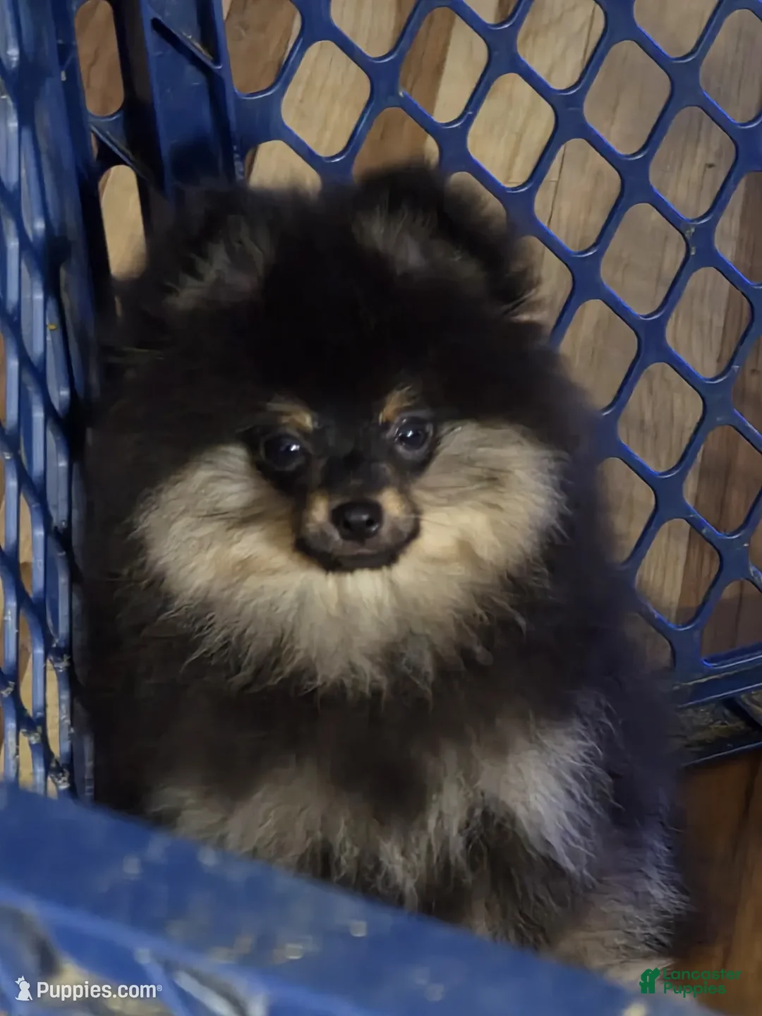 Pomeranian dogs for sale: Akc teddy  - Ad 2