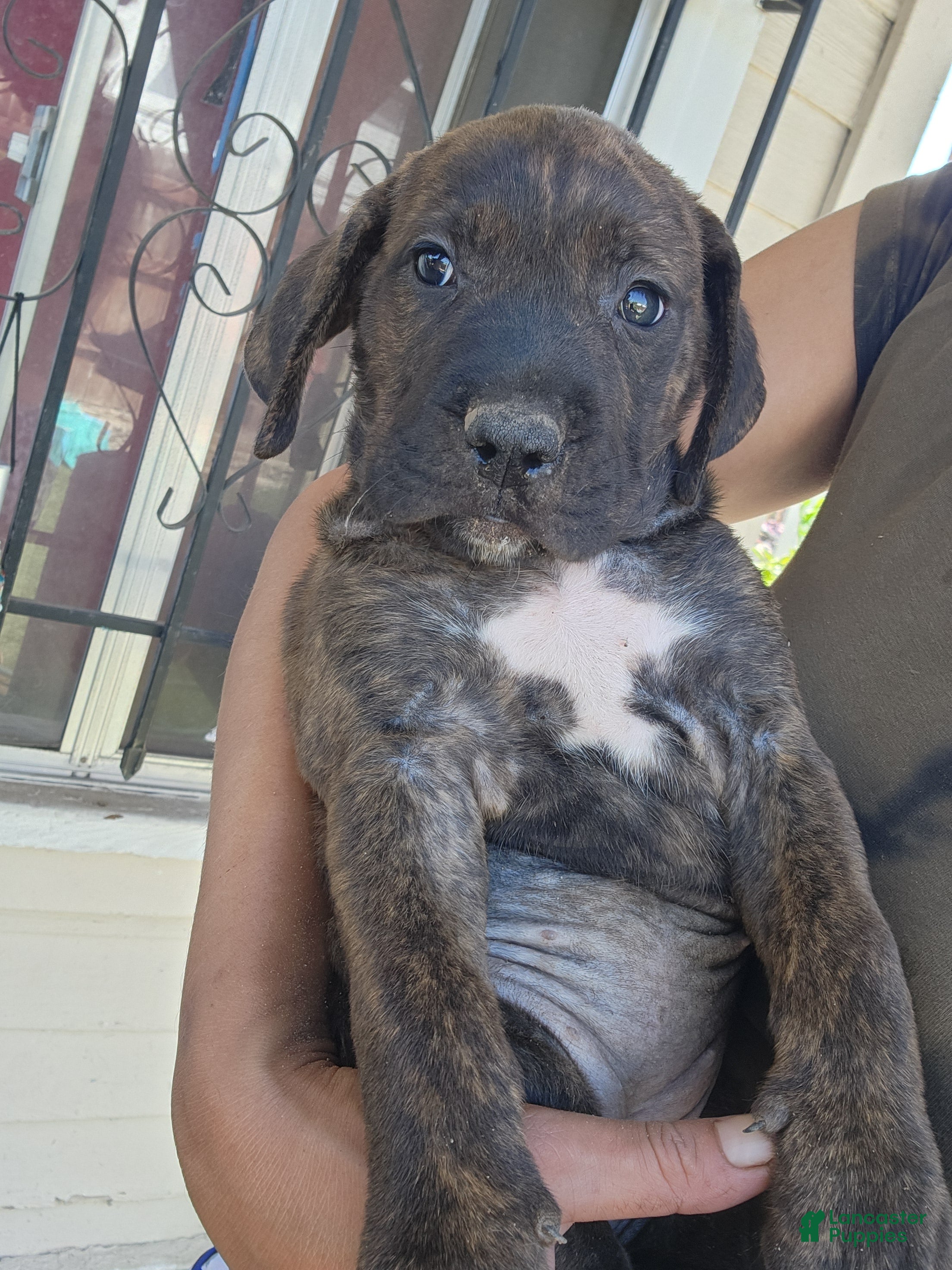 Mixed Breed dogs Mixed Breed 2 - Ad 40