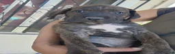 Mixed Breed dogs for sale: Mixed Breed 2 - Ad 1