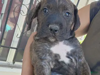 Mixed Breed dogs Mixed Breed 2 - Ad 40