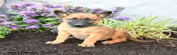 Belgian Malinois dogs for sale: Zara - Ad 4