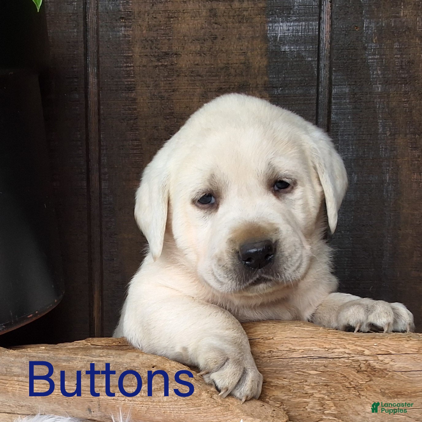 Labrador Retriever dogs Labrador Retriever  Buttons - Ad 26