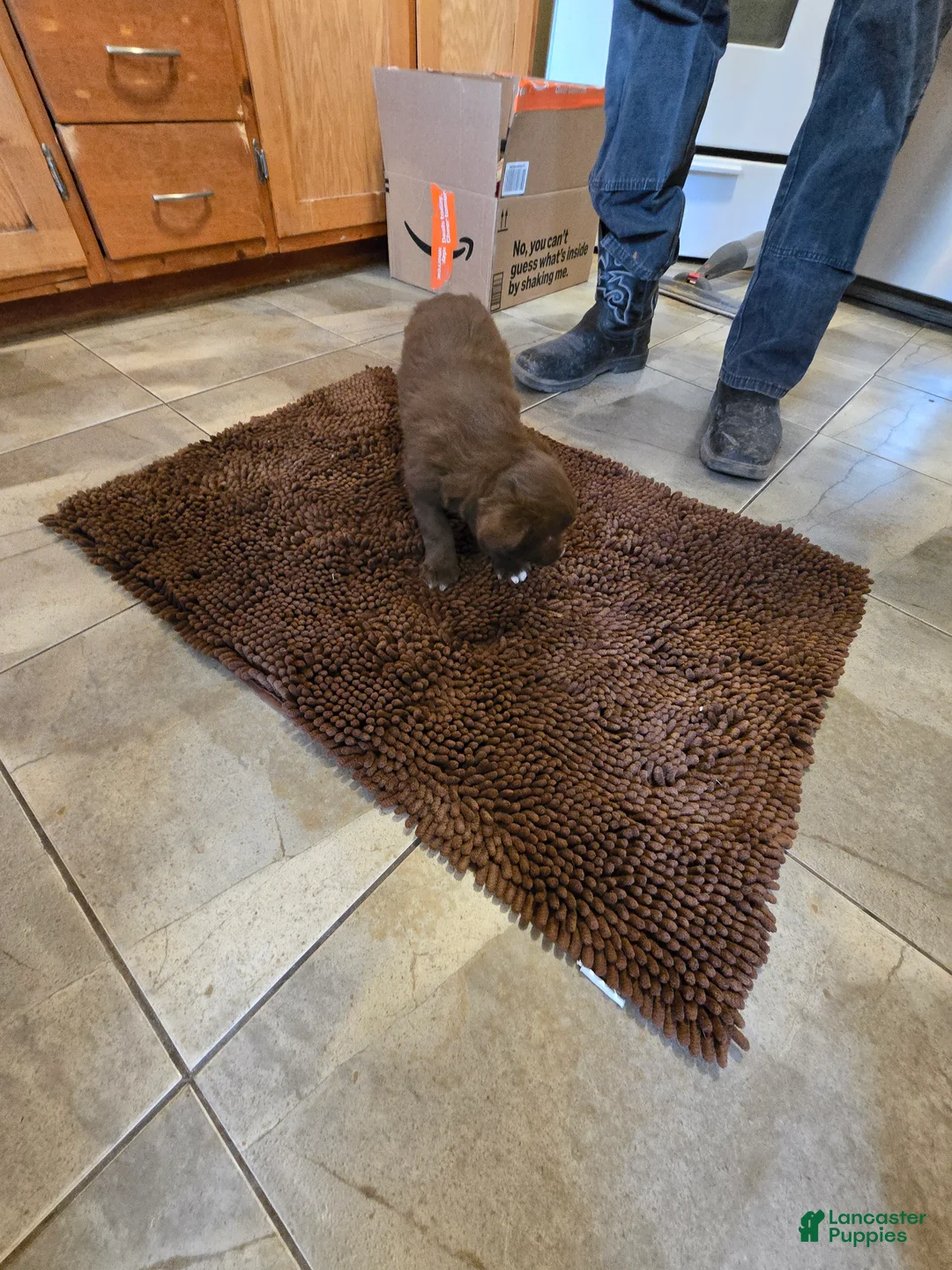 Australian Shepherd dogs for sale: Chocolate - Ad 2