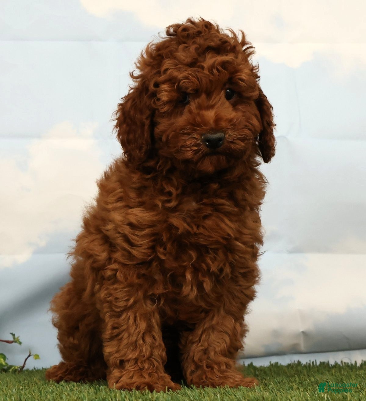Miniature Poodle dogs Luka - Ad 1