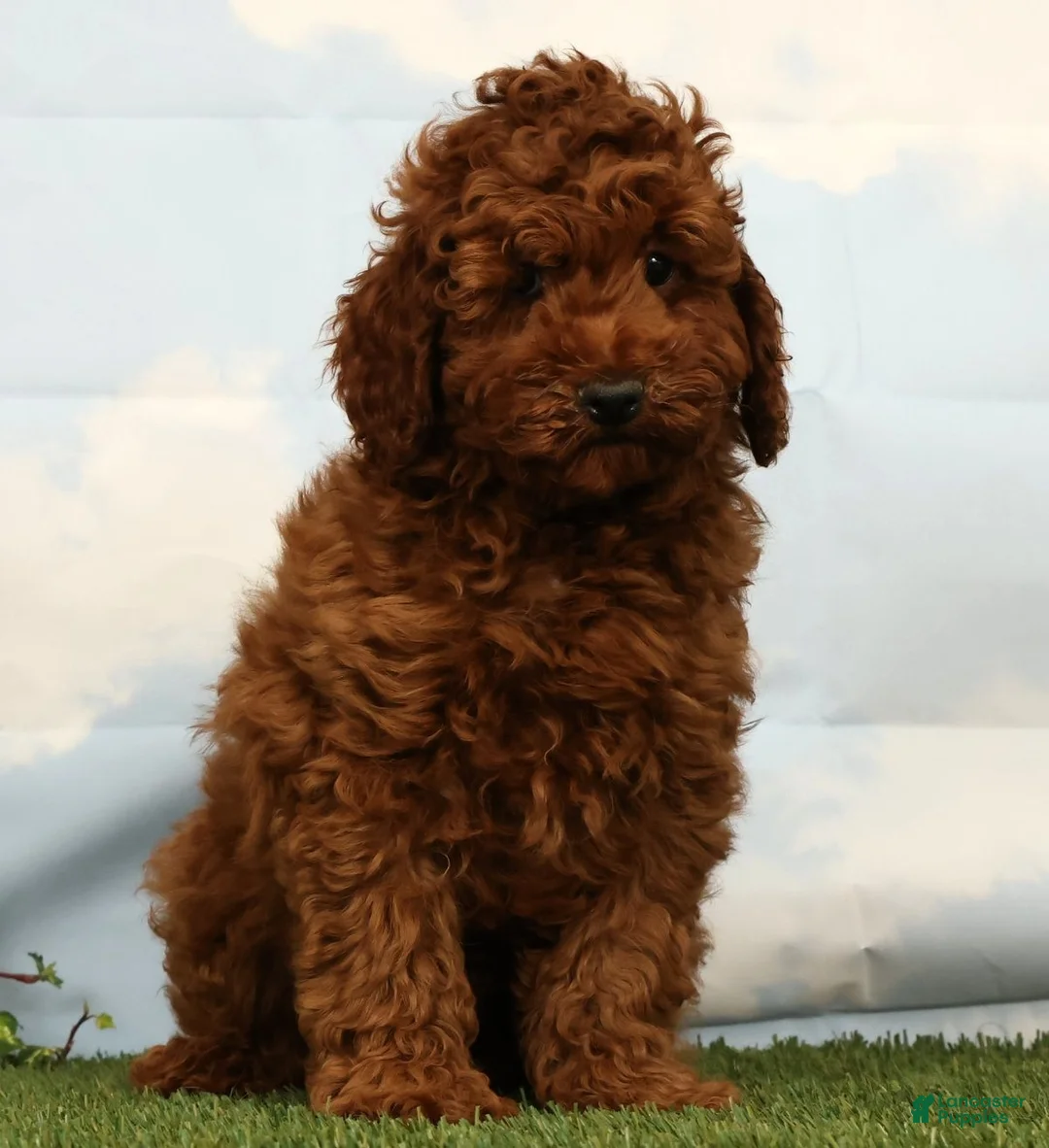 Miniature Poodle dogs for sale: Luka - Ad 1