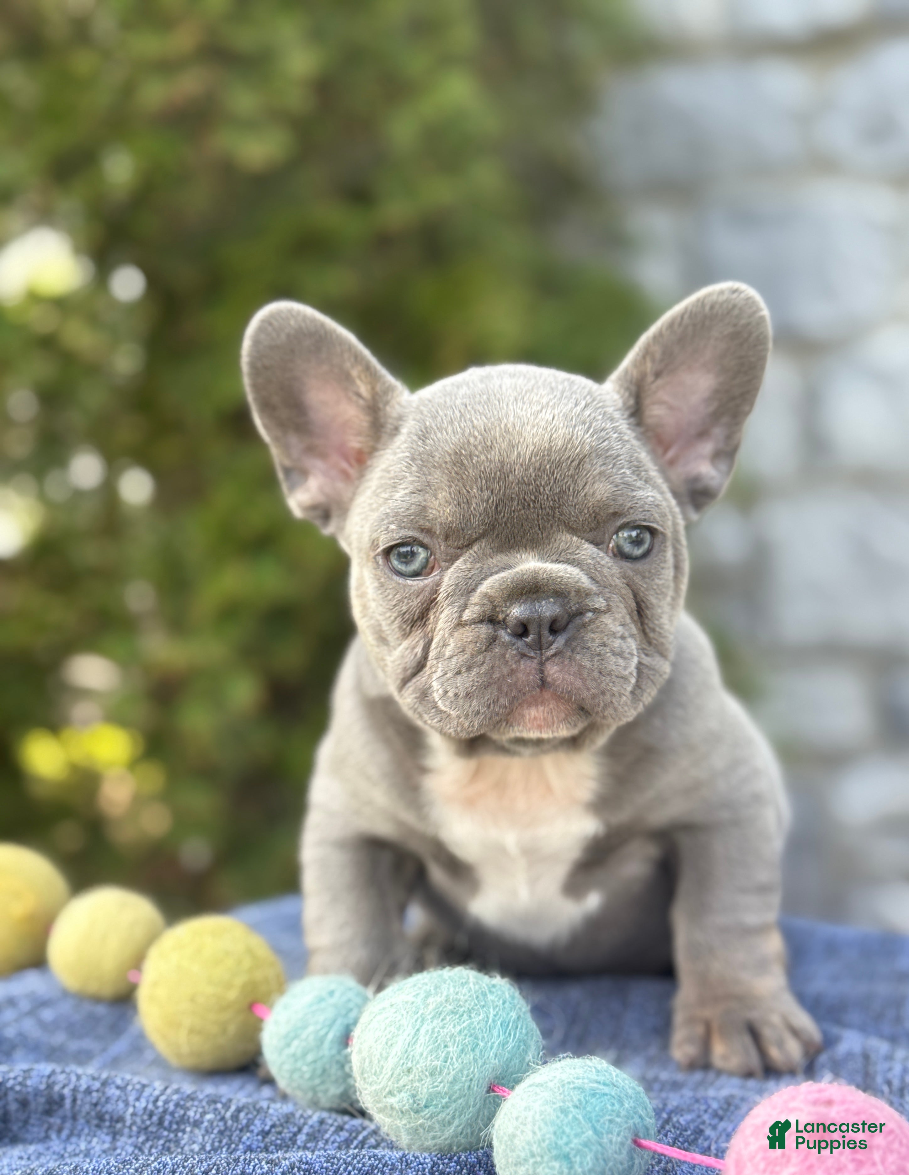 French Bulldog dogs Bleu - Ad 1