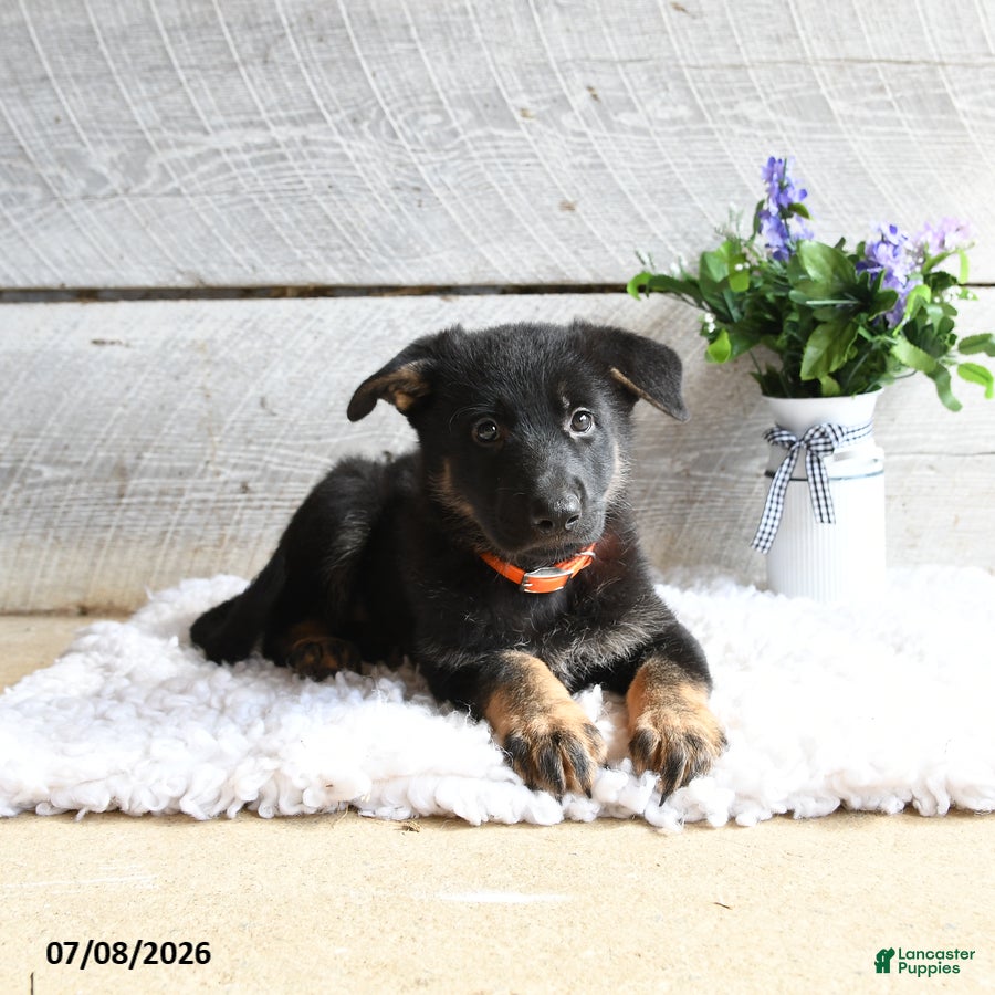 German Shepherd dogs Freya - Ad 2