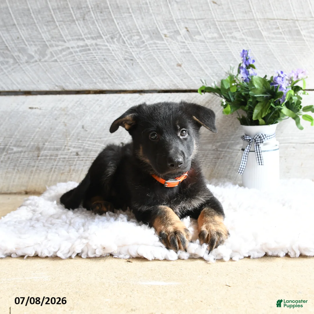 German Shepherd dogs for sale: Freya - Ad 2