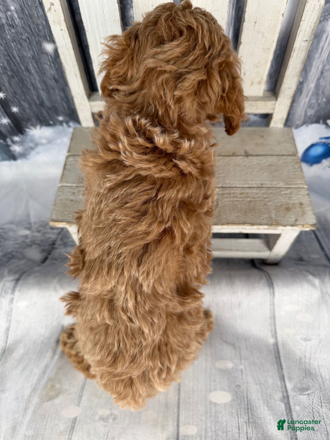 Cavapoo dogs for sale: Willy - Ad 11