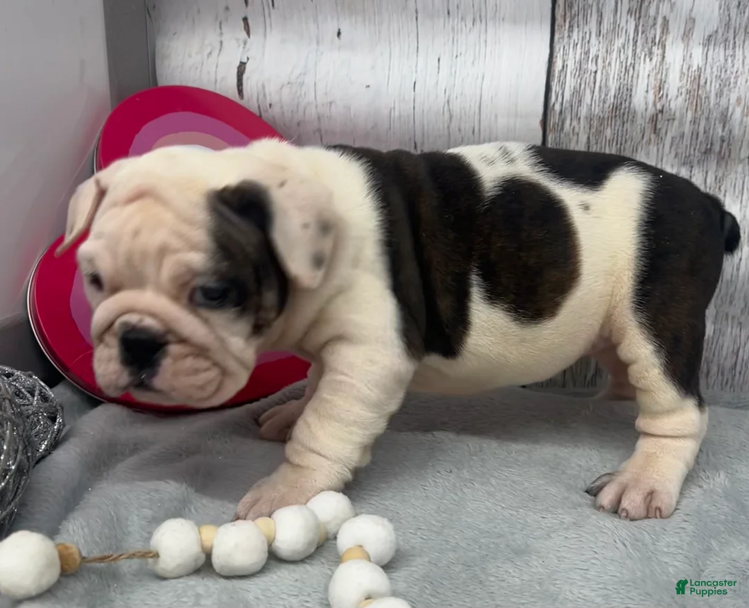 English Bulldog dogs for sale: Lilly - Ad 3