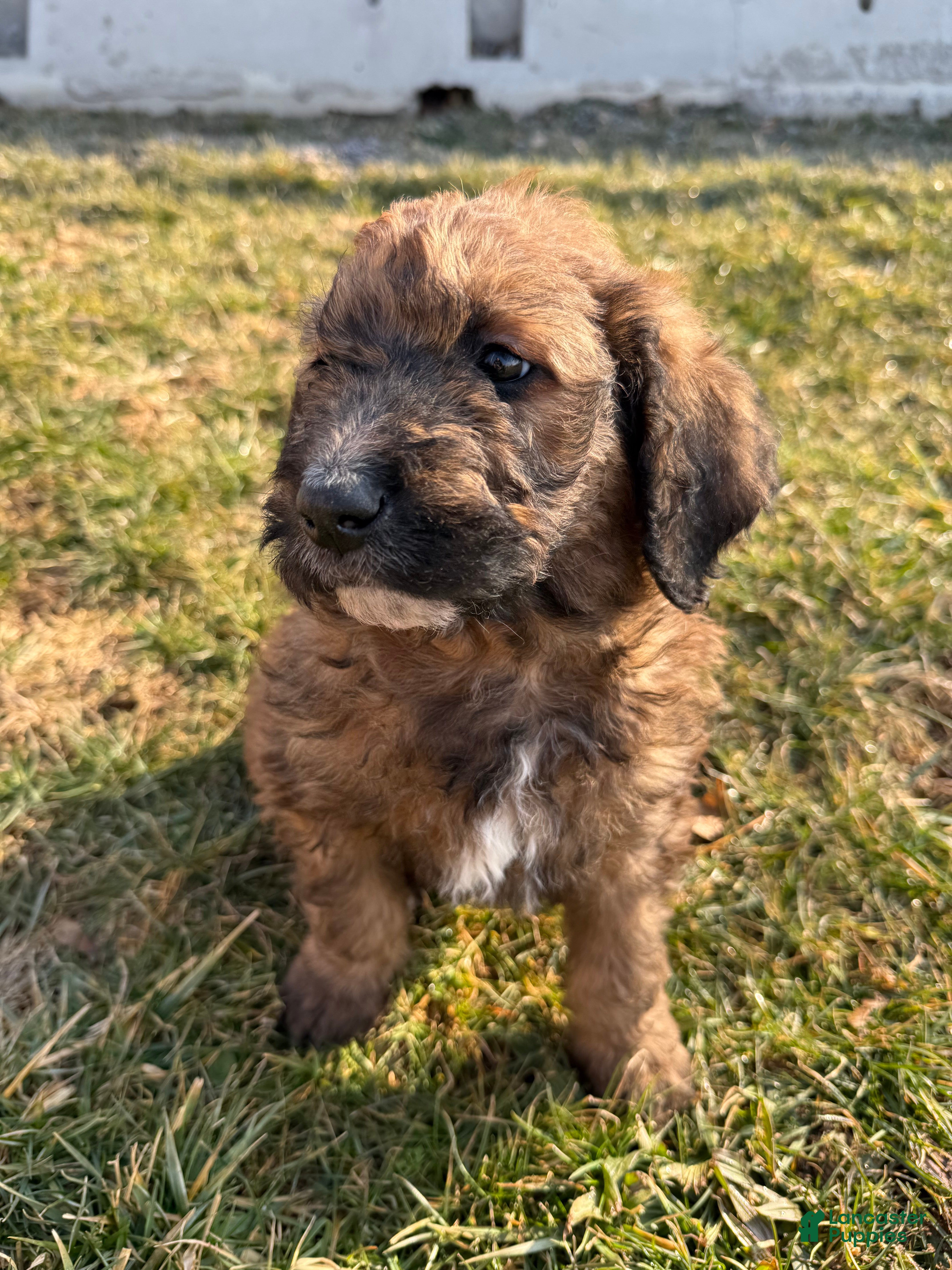 Mixed Breed dogs Brownie - Ad 1