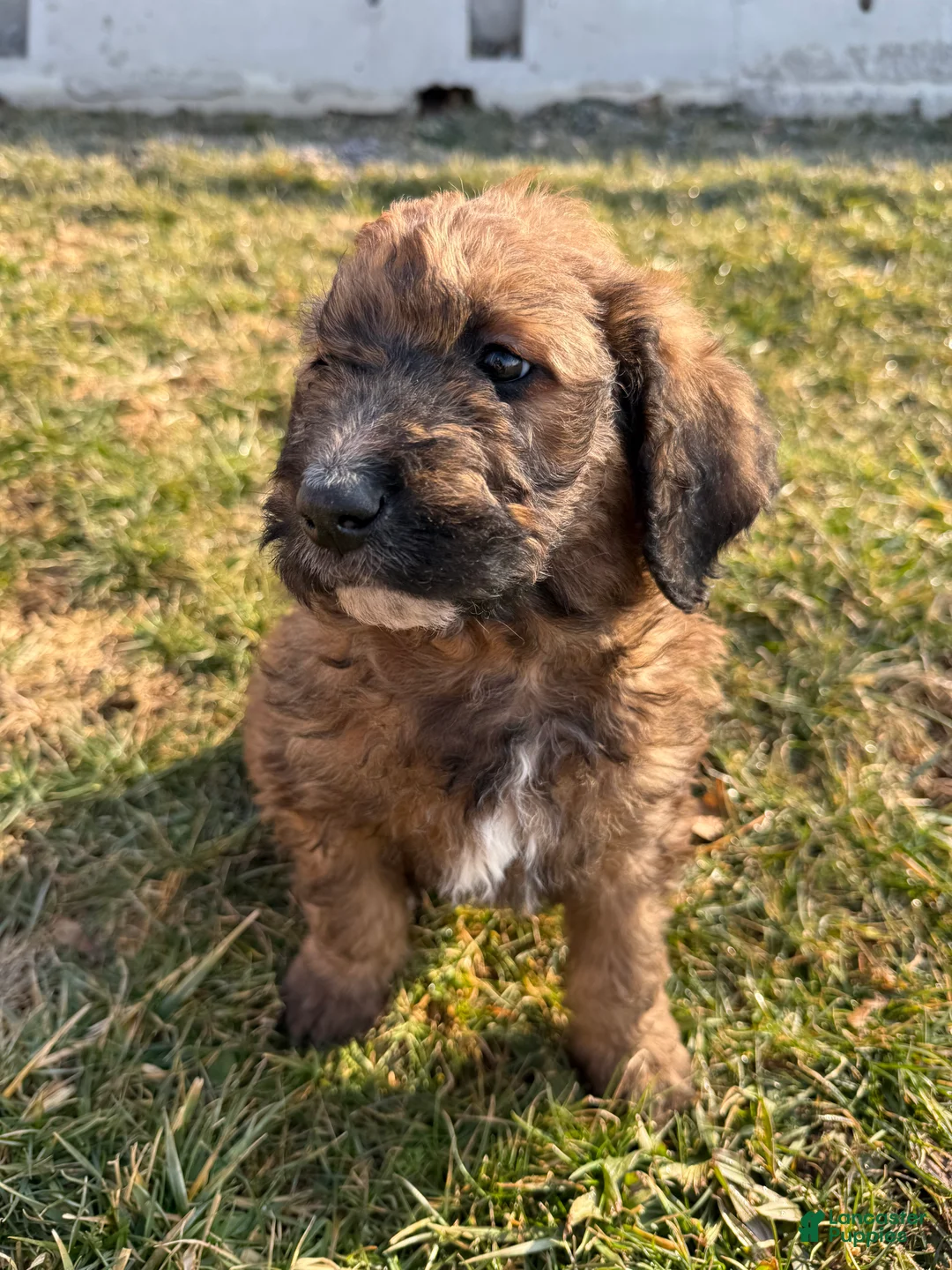 Mixed Breed dogs for sale: Brownie - Ad 1