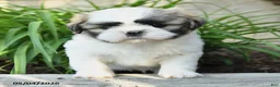 Shih Tzu dogs for sale: Hansel - Ad 4