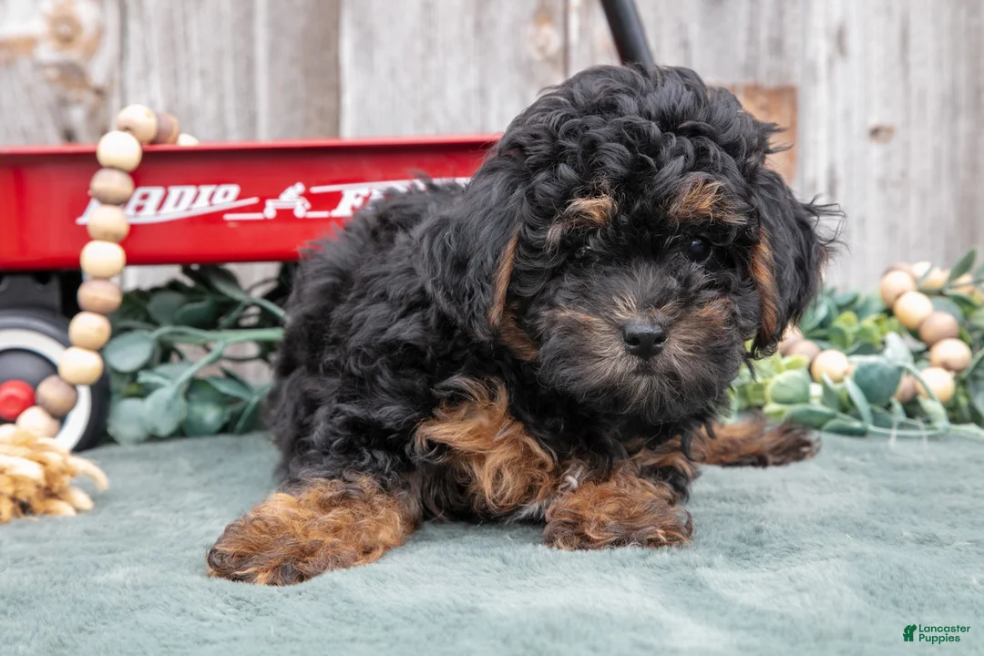 Toy Poodle dogs for sale: Princess - Ad 2