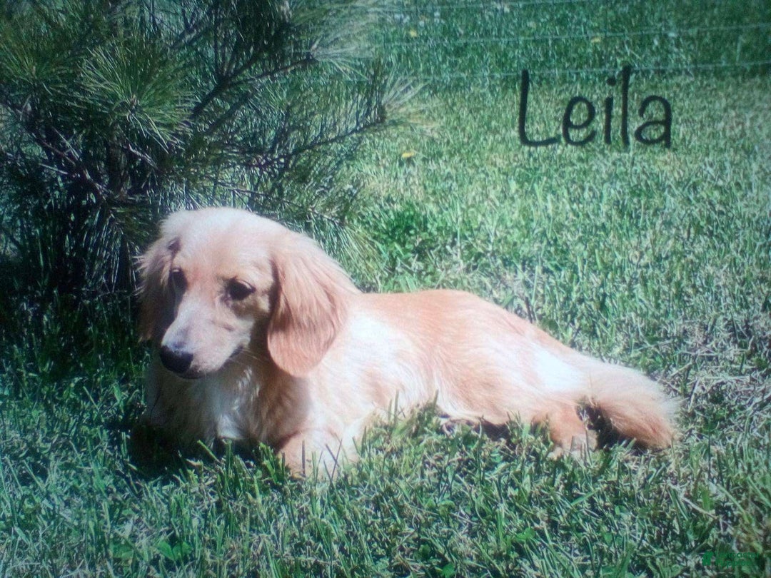 Miniature Dachshund dogs for sale: Stella - Ad 8