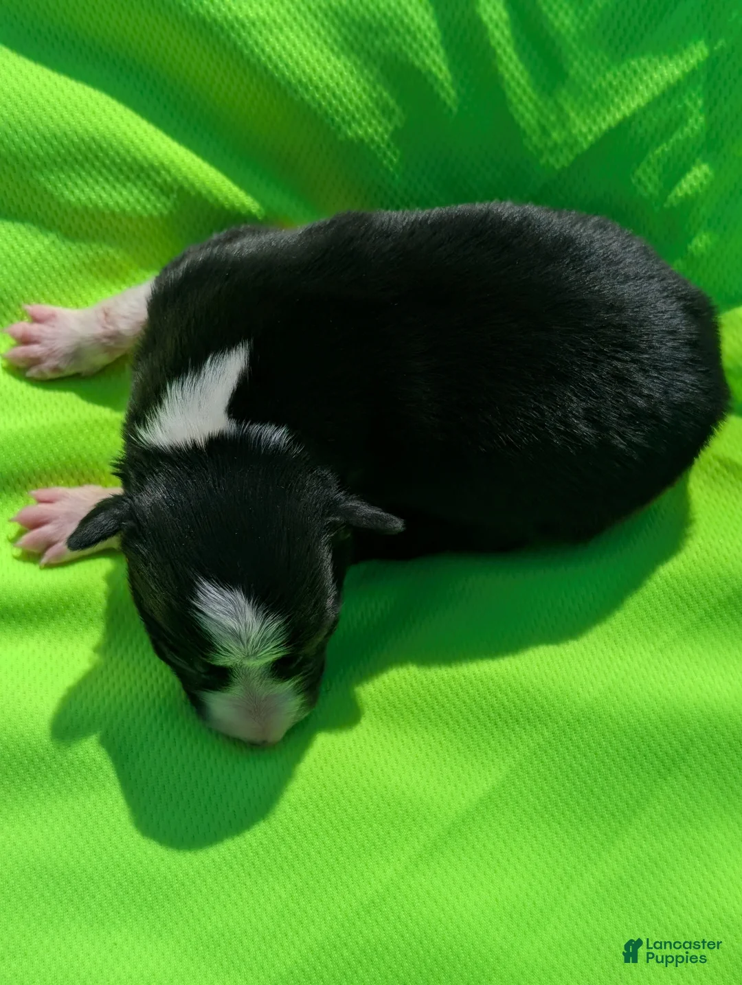 Border Collie dogs for sale: Puppy #9 - Ad 1