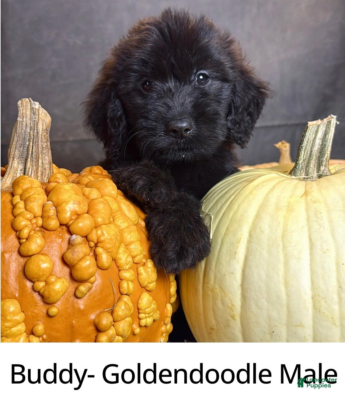 Goldendoodle dogs for sale: Buddy  - Ad 1