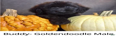 Buddy 
