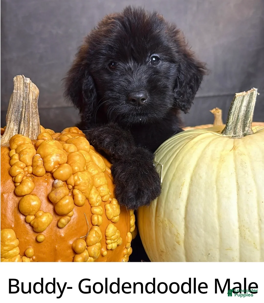Goldendoodle dogs for sale: Buddy  - Ad 1