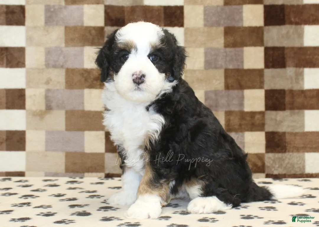 Mini Bernedoodle dogs for sale: Larry - Ad 4