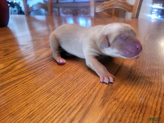 Labrador Retriever dogs Labrador Retriever Puppy 3 - Ad 1