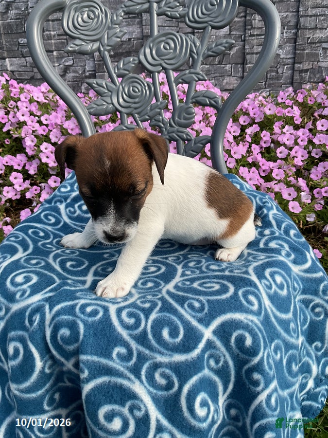 Jack Russell Terrier dogs King - Ad 2