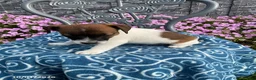 Jack Russell Terrier dogs for sale: King - Ad 2