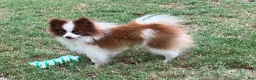 Pomeranian dogs for sale: Pomeranian Puppy 3 - Ad 8