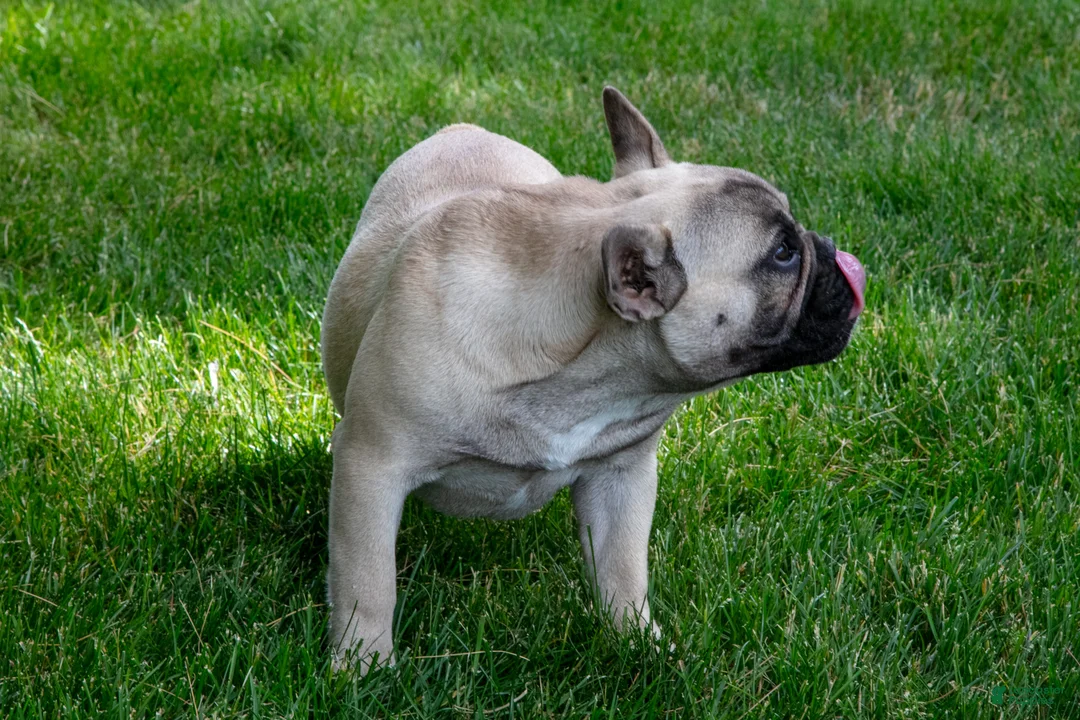 French Bulldog dogs for sale: Lacy - Ad 3