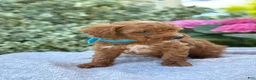 Toy Poodle dogs for sale: Parker - Ad 11