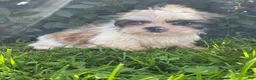 Shih Tzu dogs for sale: Max - Ad 1