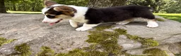 Welsh Corgi Pembroke dogs for sale: CLARK - Ad 3