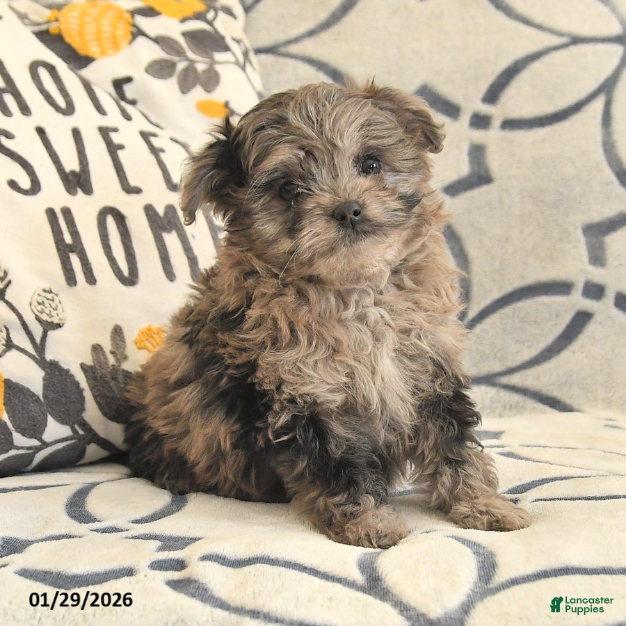 Mixed Breed dogs Polly - Ad 2