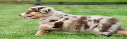 Australian Shepherd dogs for sale: Derek - Ad 3