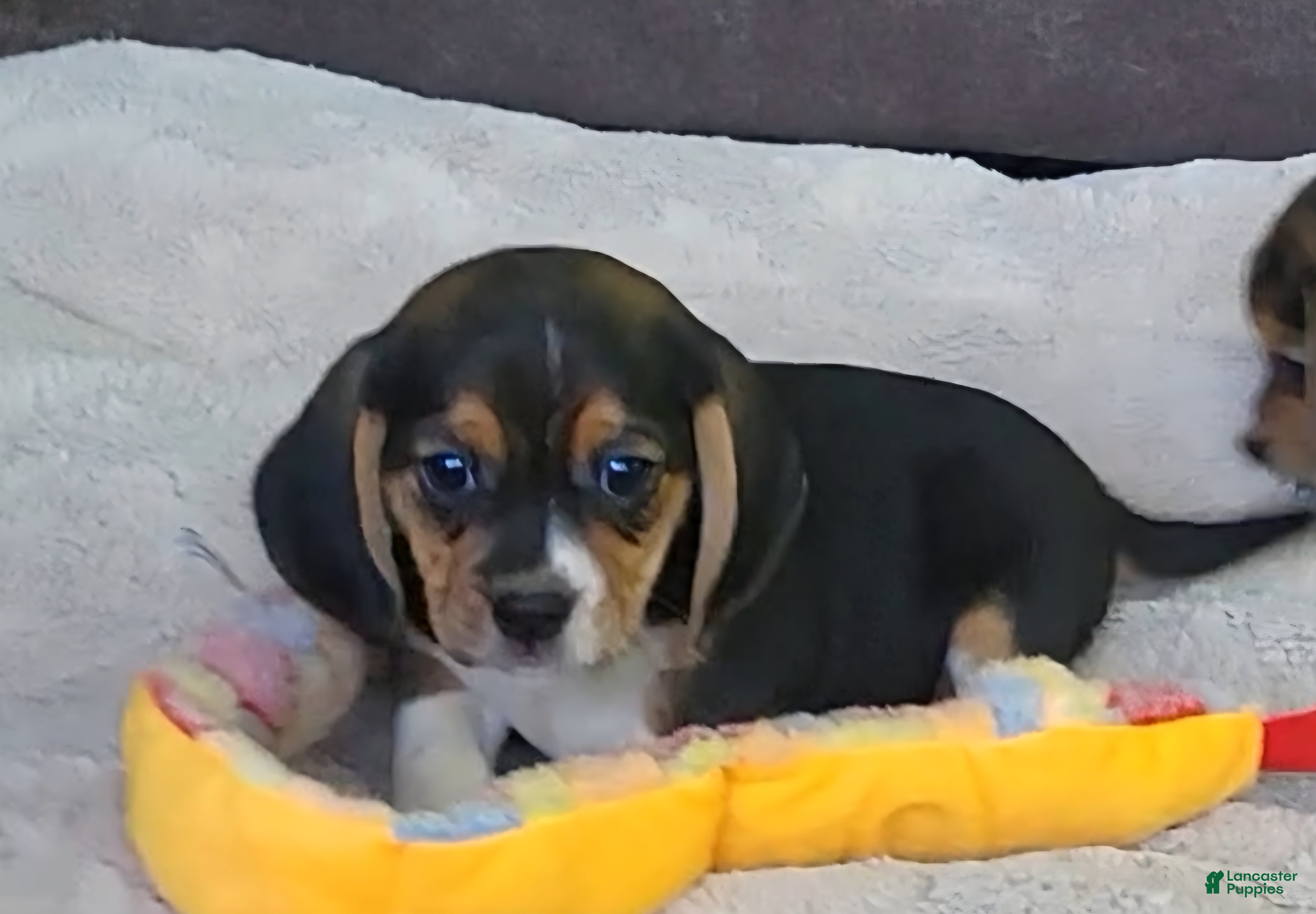 Puggle dogs Chloe - Ad 9