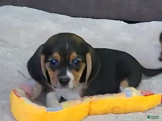 Puggle dogs Chloe - Ad 4
