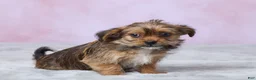 Shorkie dogs for sale: Lala - Ad 3