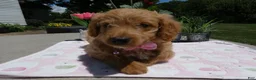 Mini Aussiedoodle dogs for sale: Mini Aussiedoodle 4 Dolly - Ad 5