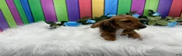 Dachshund dogs for sale: Dachshund Puppy 3 - Ad 2