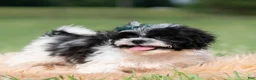 Shih Tzu dogs for sale: Cookie Crumb - Ad 3
