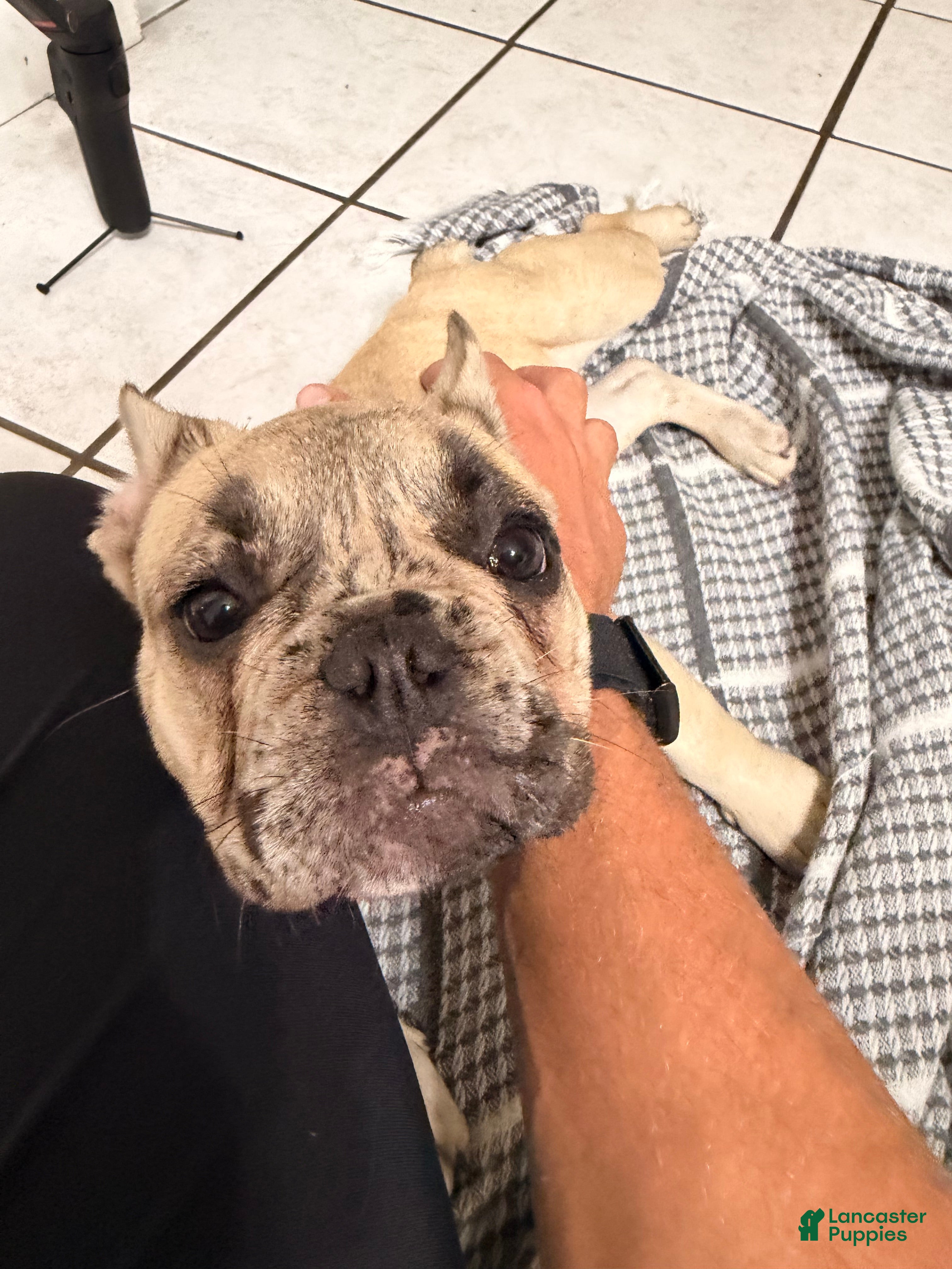 French Bulldog dogs French Bulldog 2 - Ad 2